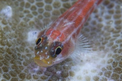 Ghost-Gobie-on-White-Hard-Coral-Cary-Yanny-W1