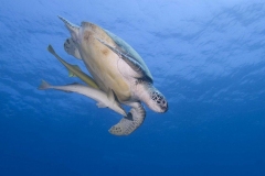 Green_Turtle_Cary_Yanny-1000x666-1