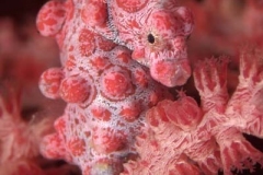 Pygm-Sea-Horse-Cary-Yanny-W1
