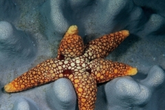 Starfish-11-1