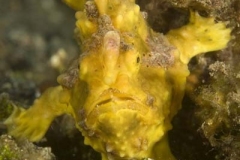 Yellow-Frogfish-Cary_Yanny-W1